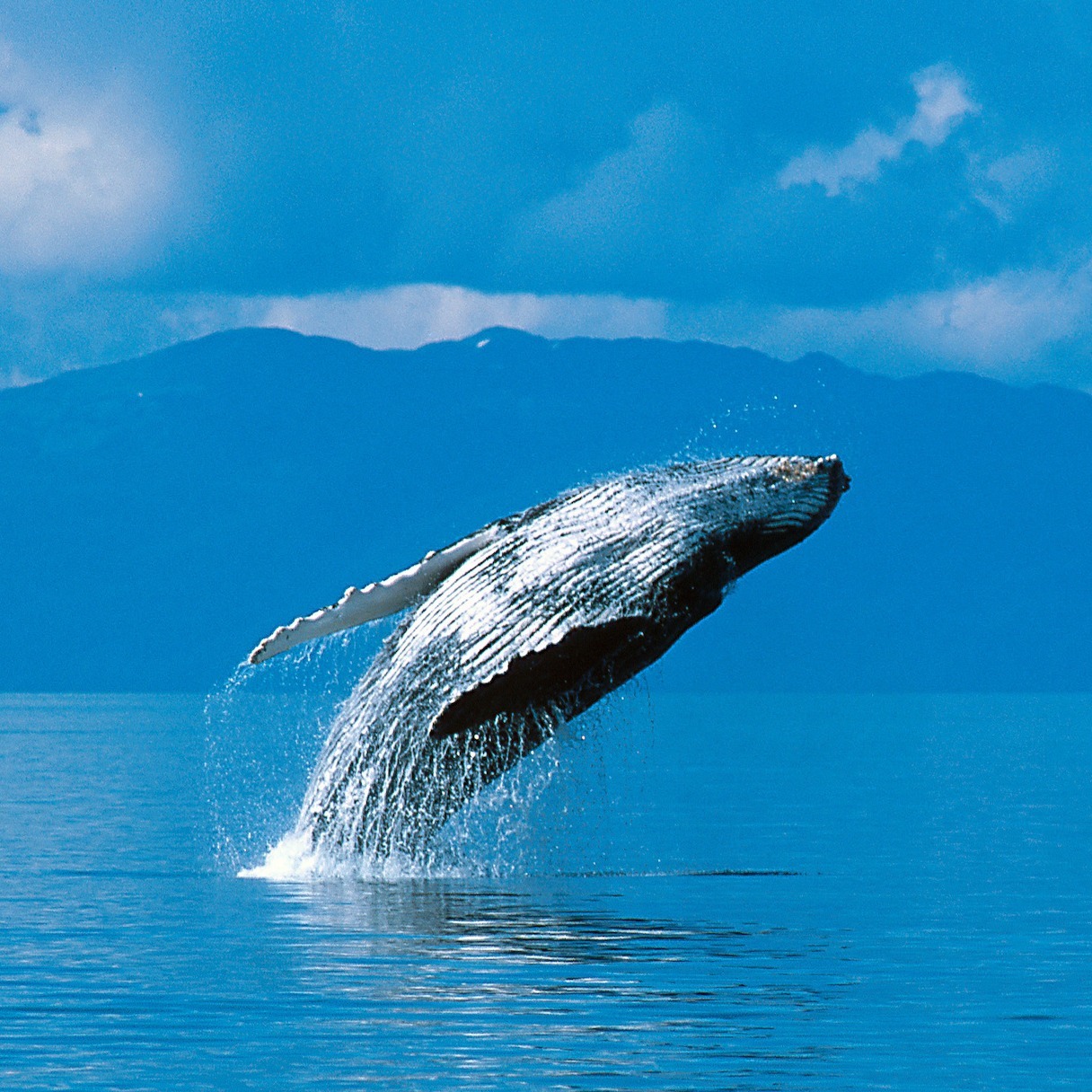 AdobeStock_129354350_Alaska-1